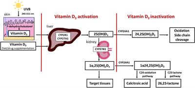 Persistent hypercalcaemia associated with two pathogenic variants in the CYP24A1 gene and a parathyroid adenoma—a case report and review